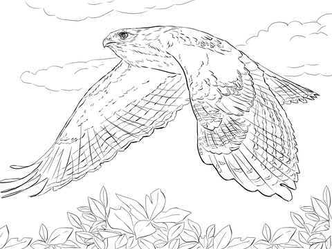 Red Tailed Hawk In Flight Coloring Page